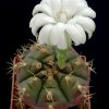 Gymnocalycium_damssi_2